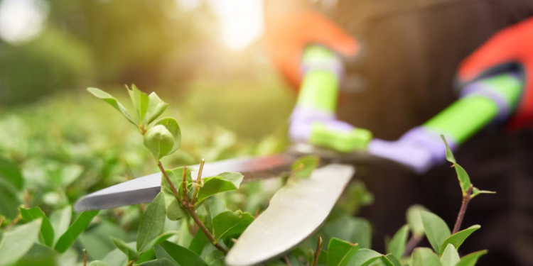 За заросший сорняками земельный участок рязанскую компанию оштрафовали на 400 тысяч рублей