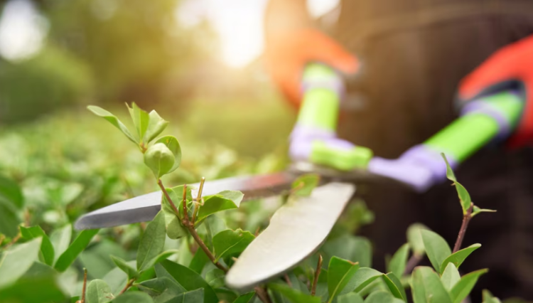 За заросший сорняками земельный участок рязанскую компанию оштрафовали на 400 тысяч рублей