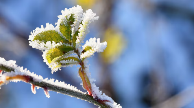 МЧС: в ночь на 4 мая в Рязанской области похолодает до -5 градусов