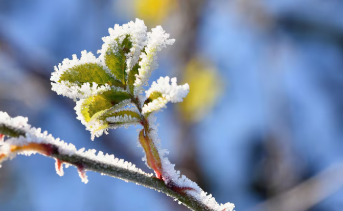 МЧС: в ночь на 4 мая в Рязанской области похолодает до -5 градусов