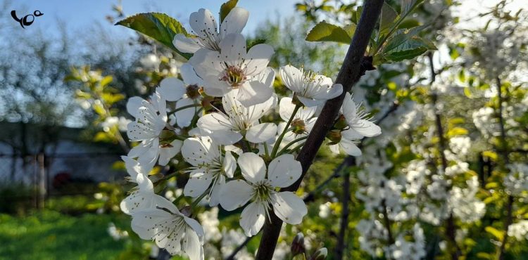 В среду в Рязанской области потеплеет до +21 градуса