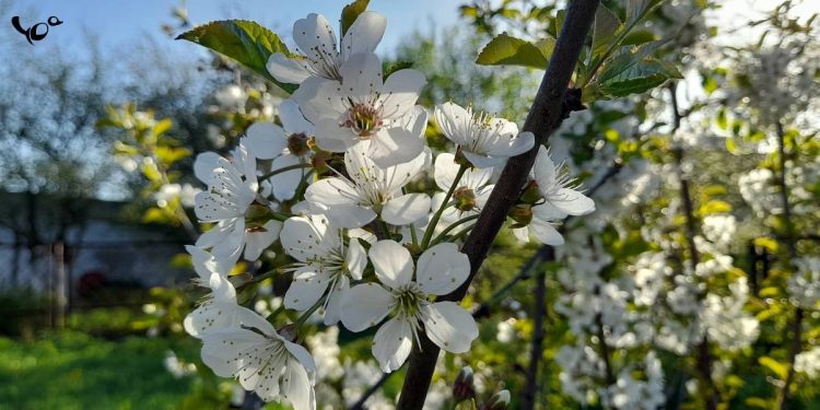 В среду в Рязанской области потеплеет до +21 градуса
