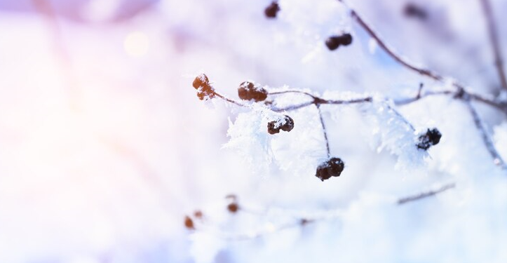 Во вторник в Рязанской области ожидается небольшой снег и до +2 градусов