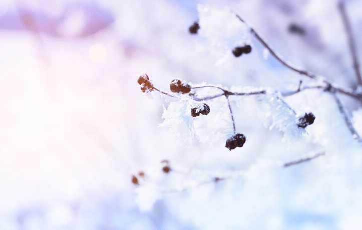 Во вторник в Рязанской области ожидается небольшой снег и до +2 градусов