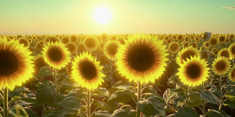 Вильфанд оценил вероятность возвращения жаркой погоды в Центральную Россию