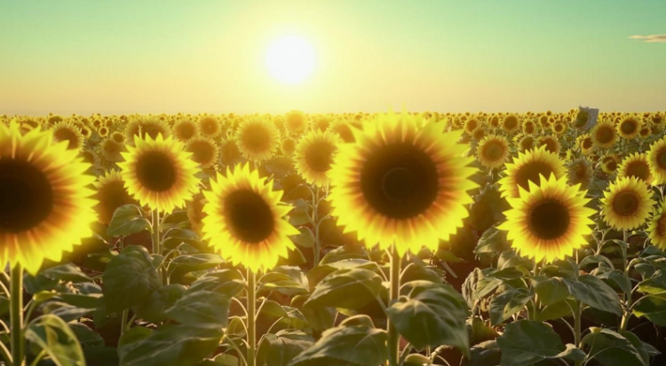 Вильфанд оценил вероятность возвращения жаркой погоды в Центральную Россию