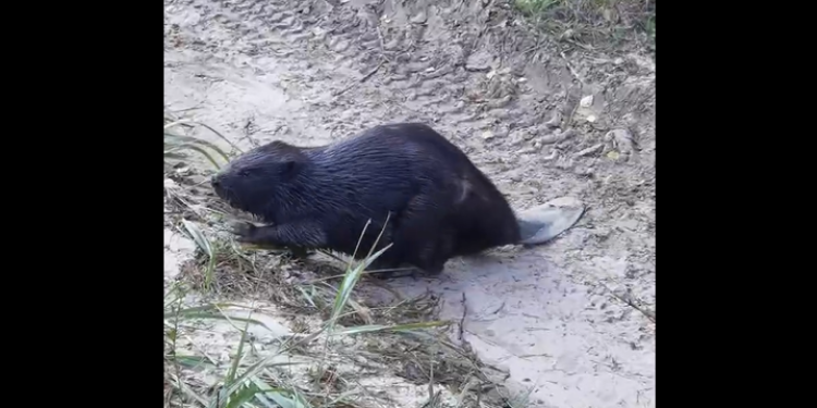 Рязанцы засняли в лесу крупного бобра