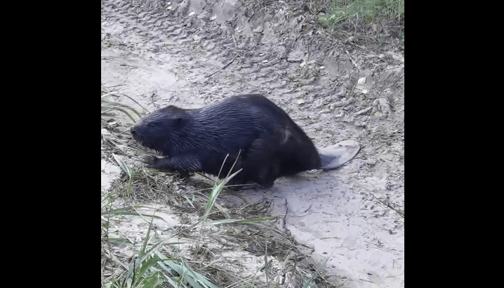 Рязанцы засняли в лесу крупного бобра