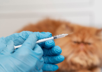 26 апреля в Рязани пройдет бесплатная вакцинация животных от бешенства 26 апреля в Рязани пройдет бесплатная вакцинация животных от бешенства