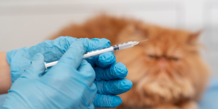 26 апреля в Рязани пройдет бесплатная вакцинация животных от бешенства 26 апреля в Рязани пройдет бесплатная вакцинация животных от бешенства