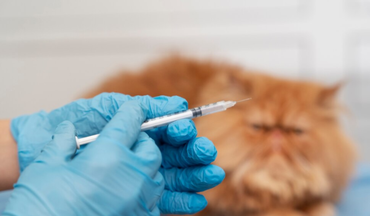 26 апреля в Рязани пройдет бесплатная вакцинация животных от бешенства