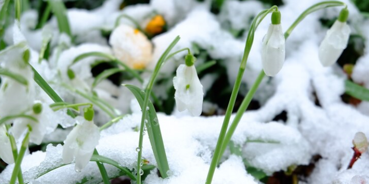 Метеоролог Тишковец пообещал россиянам раннее наступление весны Метеоролог Тишковец пообещал россиянам раннее наступление весны