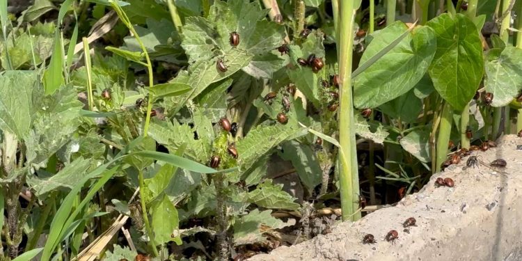 На Рязань готовится нашествие насекомых На Рязань готовится нашествие насекомых