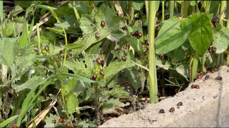 На Рязань готовится нашествие насекомых