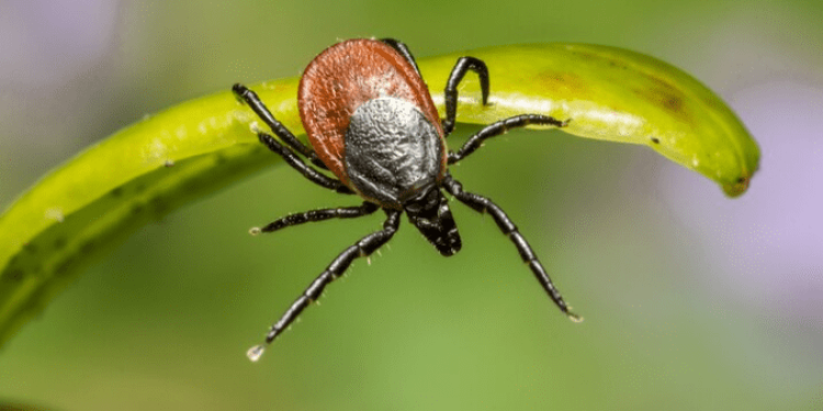 За минувшую неделю от укусов клещей пострадали 36 рязанцев За минувшую неделю от укусов клещей пострадали 36 рязанцев