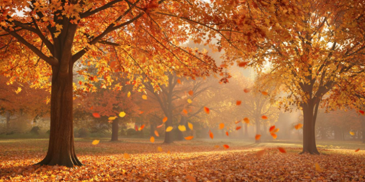 Россиян ждут последние аномально теплые выходные Россиян ждут последние аномально теплые выходные