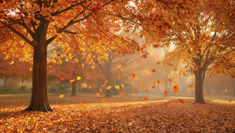 Россиян ждут последние аномально теплые выходные