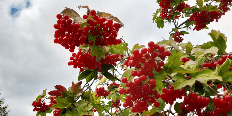 Тишковец: на текущей неделе в Центральной России ожидается сухая и солнечная погода Тишковец: на текущей неделе в Центральной России ожидается сухая и солнечная погода