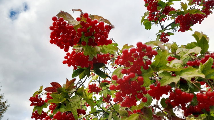Тишковец: на текущей неделе в Центральной России ожидается сухая и солнечная погода