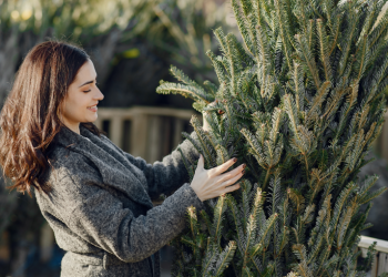 Россиянам рассказали, как легально срубить елку к Новому году