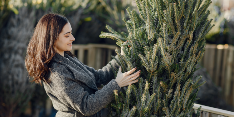 Россиянам рассказали, как легально срубить елку к Новому году