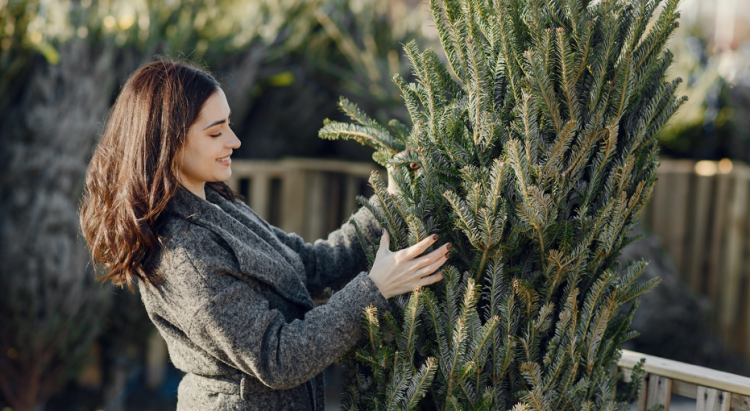 Россиянам рассказали, как легально срубить елку к Новому году