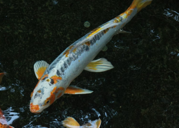 31-летняя рязанка заразилась описторхозом от речной рыбы