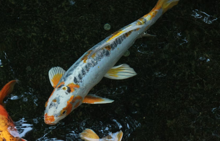 31-летняя рязанка заразилась описторхозом от речной рыбы