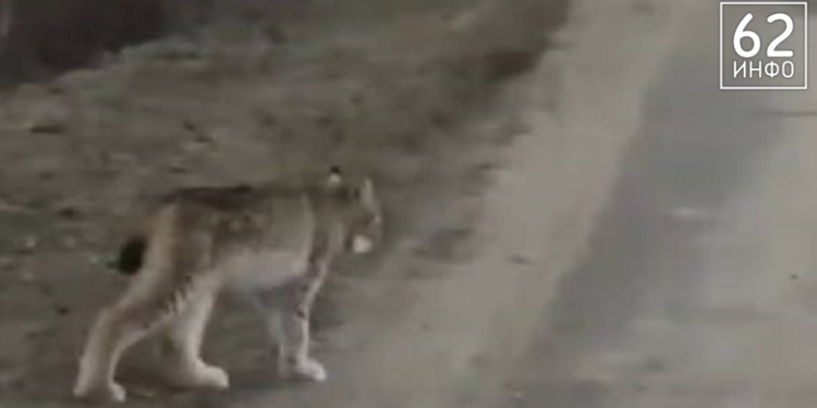 В Рязанской области запечатлели рысь В Рязанской области запечатлели рысь