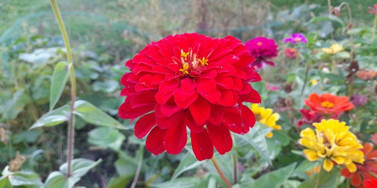 Вильфанд назвал погоду в первой половине сентября в Центральной России крайне необычной