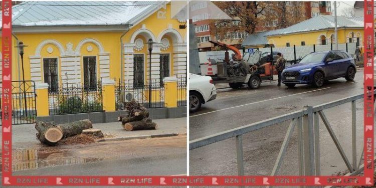 Рязанка пожаловалась на спил здоровых лип в центре города
