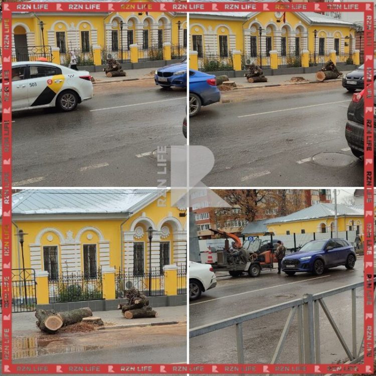 Рязанка пожаловалась на спил здоровых лип в центре города