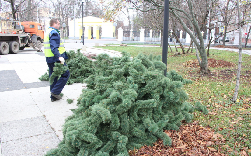 В Рязани установят 40 новогодних елей