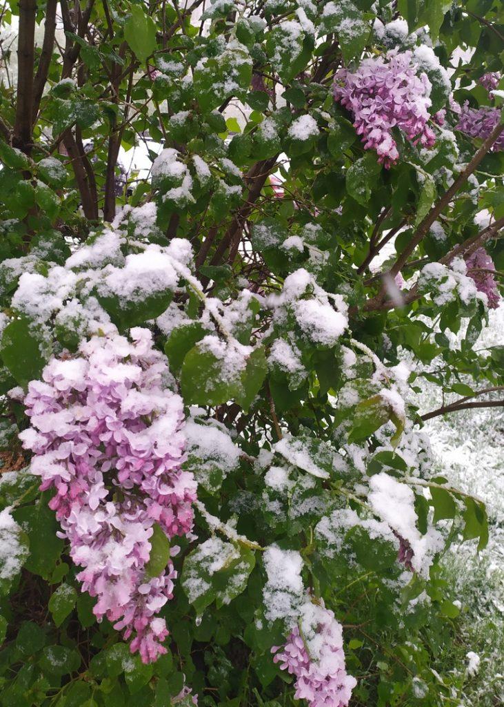 Рязанцы поделились снимками майского снега