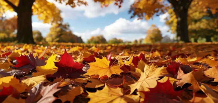 Рязанцев приглашают на общегородской субботник 11 октября