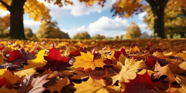 Рязанцев приглашают на общегородской субботник 11 октября Рязанцев приглашают на общегородской субботник 11 октября