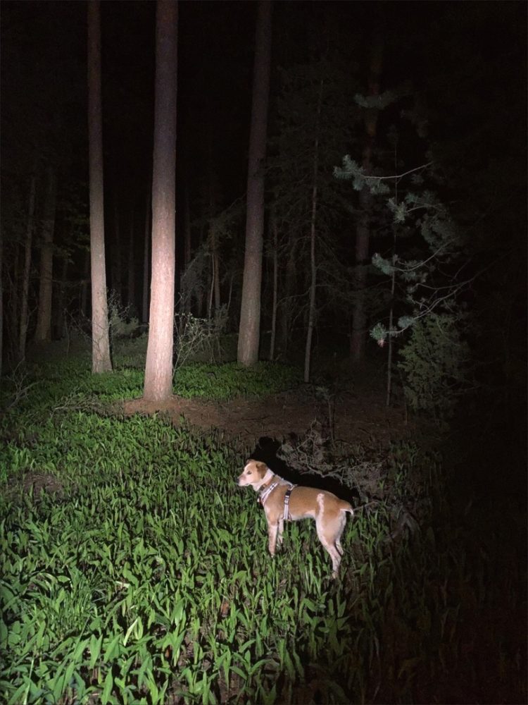 Рязанские волонтеры просят горожан присоединиться к поискам пропавшей 76-летней женщины