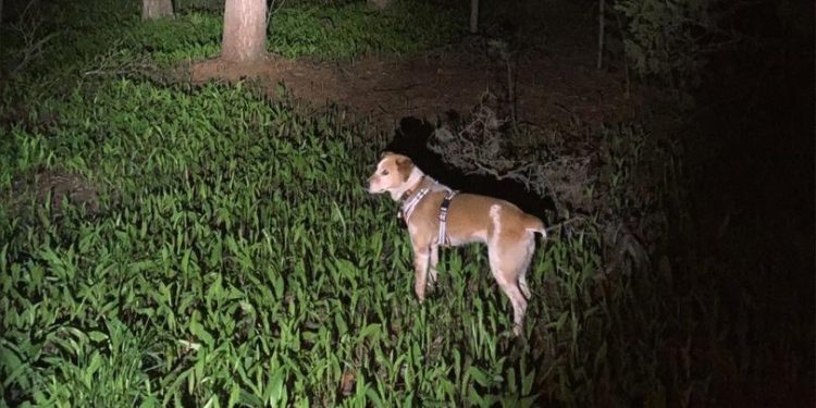 Рязанские волонтеры просят горожан присоединиться к поискам пропавшей 76-летней женщины Рязанские волонтеры просят горожан присоединиться к поискам пропавшей 76-летней женщины