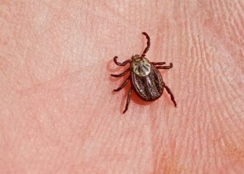 Администрация: обработку рязанских парков от клещей проведут в апреле