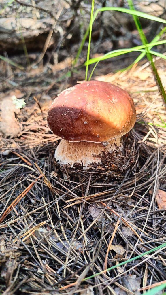 Рязанские грибники продолжают делиться фото из мест тихой охоты