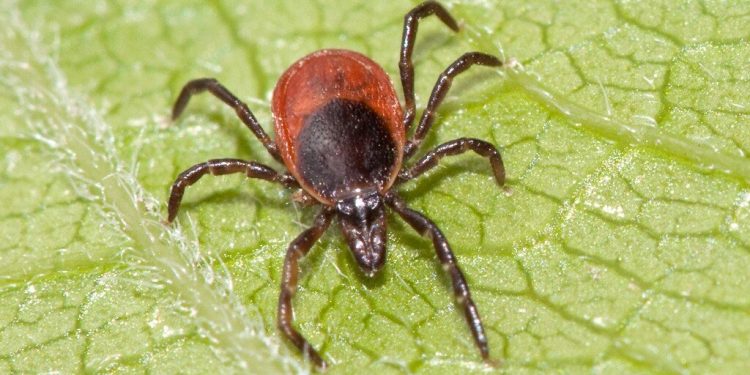 Рязанцы смогут обратиться на «горячую линию» по вопросам профилактики клещевого энцефалита