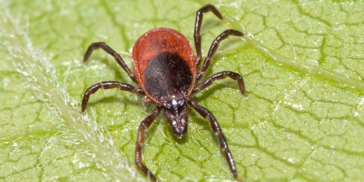 Рязанцев попросили на сутки воздержаться от посещения парков и скверов