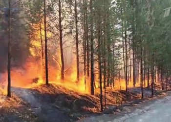 Рязанцев предупредили о штрафах за шашлыки в лесу