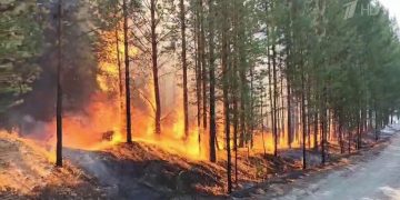 Рязанцев предупредили о штрафах за шашлыки в лесу