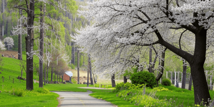 Россиянам спрогнозировали ясную и теплую погоду в мае
