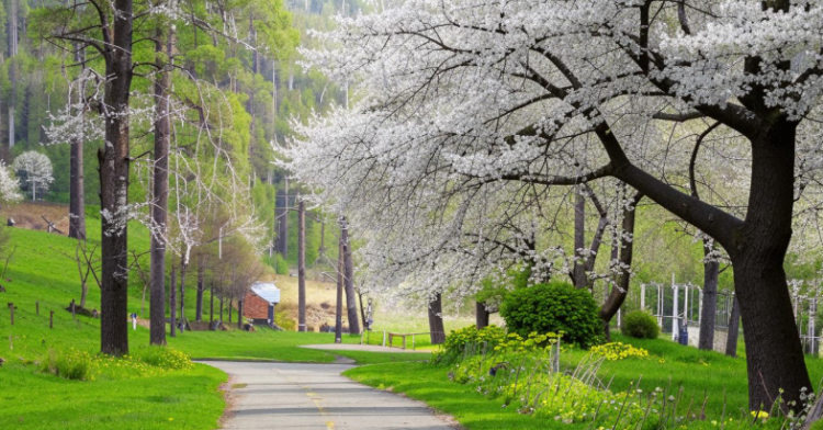 Россиянам спрогнозировали ясную и теплую погоду в мае