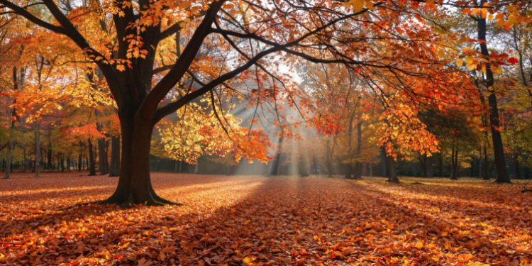 В воскресенье в Рязанской области потеплеет до +13 градусов