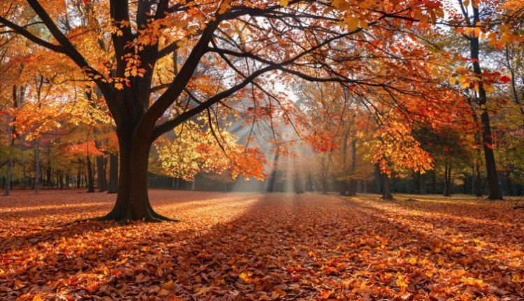 В воскресенье в Рязанской области потеплеет до +13 градусов