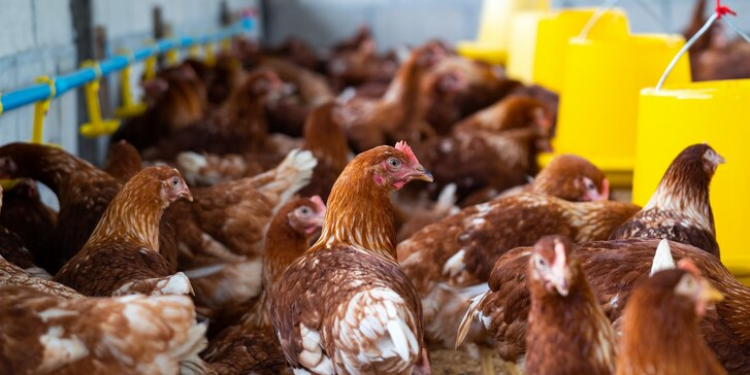 В Рязанской области АО «Окское» приступило к строительству новых птичники