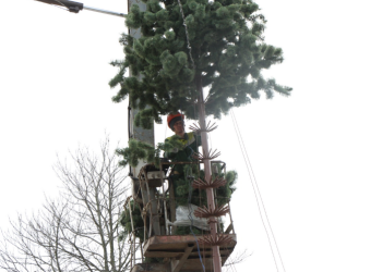 В Рязани установят 40 новогодних елей В Рязани установят 40 новогодних елей